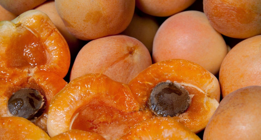 45 Feet Tall 'blenheim' Apricot Semidwarf, Bareroot Fruit Tree semi