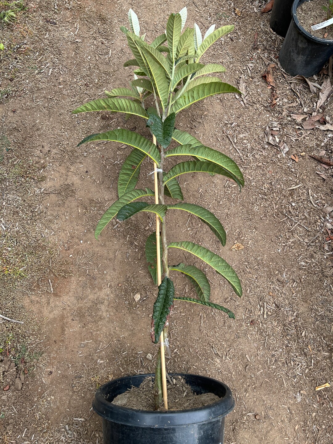 Very Large 5 Feet Tall 'gold Nugget' Loquat Fruit Tree Etsy