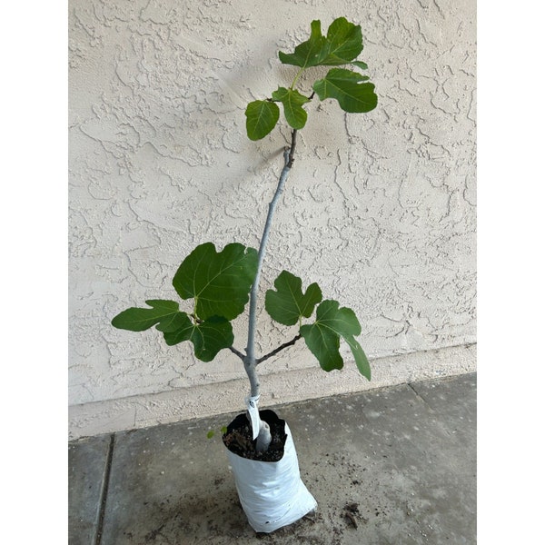 15+ Dwarf Fig Fruit Tree Bonsai Seeds – Fast Growing, Edible, Indoor/Outdoor – Free Combined Shipping
