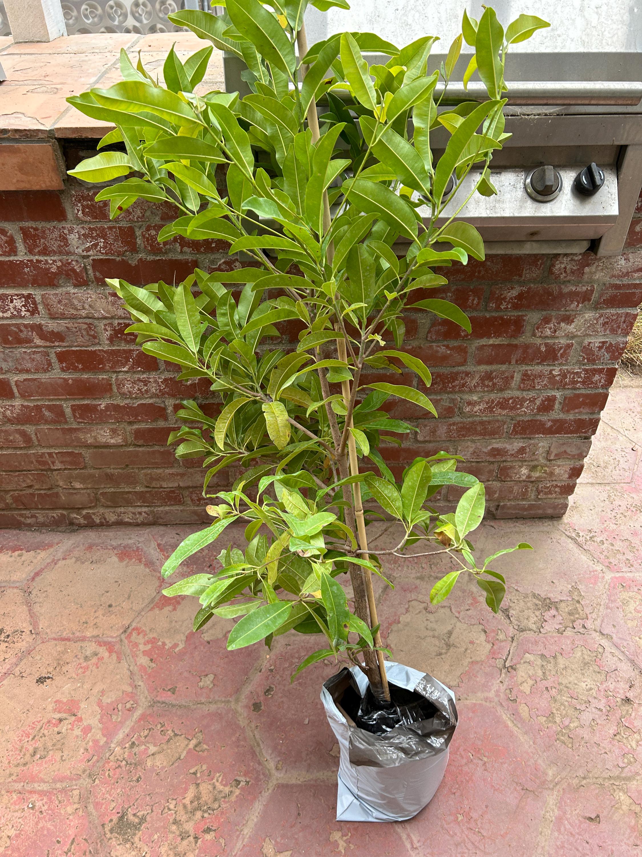 Chico Sapote Tree (4+ Feet Tall) - Alano Mexican Sapodilla, Large Fruit ...