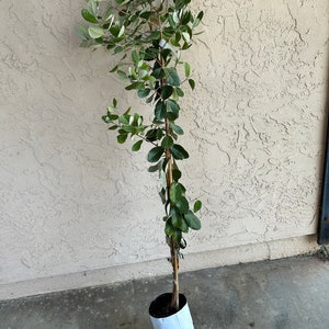 5+ Feet Tall AIRLAYERED Pineapple Guava Fruit Tree 'Improved Coolidgei' - Very Large Fruit, Edible Flowers!