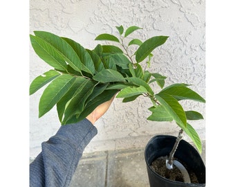 Grafted Sugar Apple Fruit Tree - Very Sweet and Tropical Flavor
