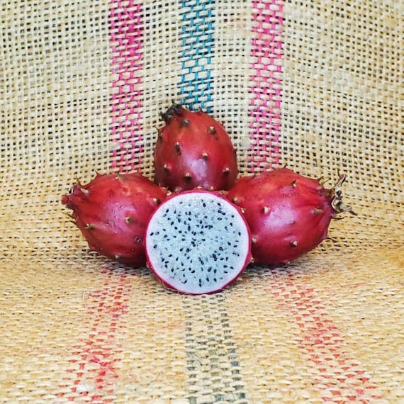 Baby Cerado dragon fruit