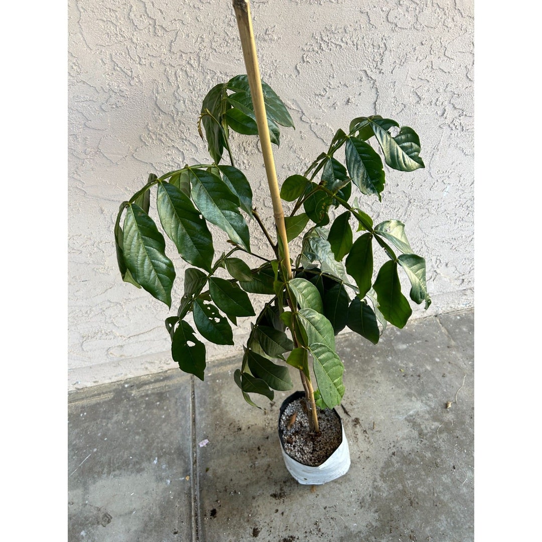 TALL Ice Cream Bean Tree Very Exotic, Unique Sweet Fruit Etsy