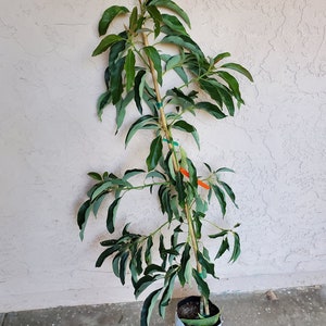 May include: A young avocado tree with vibrant green leaves and a slender, brown trunk. The tree is supported by a bamboo stake and is planted in a white plastic pot. The background is a textured, light-colored wall.