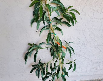 Grafted 'Hass' Avocado Fruit Tree 3-4 Feet Tall- Commercial Standard, Reliable