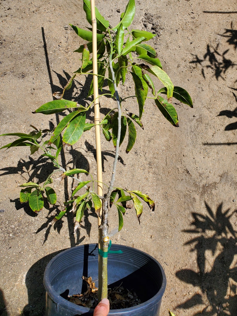 Grafted 'mcdill' White Sapote Tree Most Productive Etsy