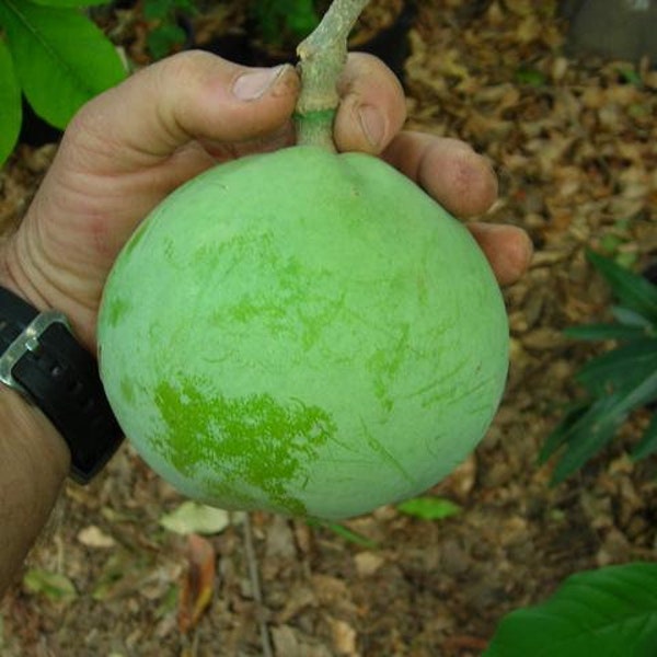 Suebelle Sapote Fruit Tree Etsy