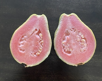 Large Mexican Pink Guava Fruit Tree (5+ Feet Tall) - Delicious, Creamy Pink Flesh & Very Aromatic