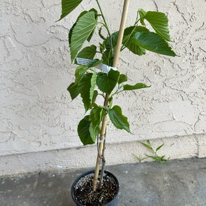 May include: A potted mulberry tree with green leaves and a bamboo stake for support. The plant is labeled "Pakistan Mulberry" with the words "Purple Fruit, Very Sweet, Hardy, Drought Tolerant" on the label.