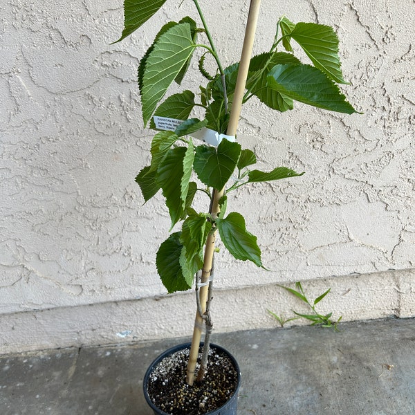 FREE SHIPPING Pakistan Mulberry Fruit Tree - 4 Inch Fruits - Strong Rooted Plant