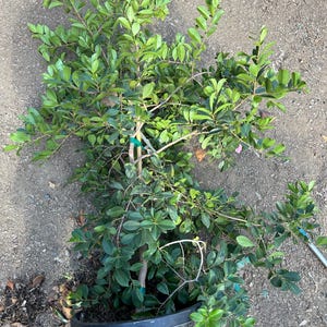 Large FRUITING Strawberry Lemon Guava Fruit Tree - Fruits Twice Per Year!!