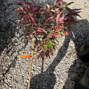May include: A young peach tree with red leaves and a brown trunk. The tree is growing in a bed of gravel.