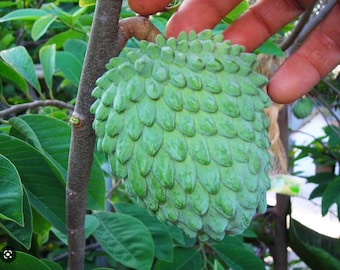 Large Grafted 'Gefner' Atemoya Fruit Tree - Self-Pollinating Variety, Very Productive