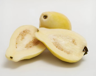 White Arabian Guava Fruit Tree - Very Sweet, Creamy White Flesh With Phenomenal Flavor