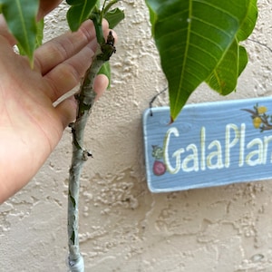 May include: Close-up view of a young mango tree sapling with a slender, light gray-brown stem. The stem shows signs of grafting, with a noticeable change in texture and color.  The stem is wrapped with a thin, light-colored tape near the base.  The plant has vibrant green leaves, and a small, light blue sign reading 'GalaPlan' is visible in the background.