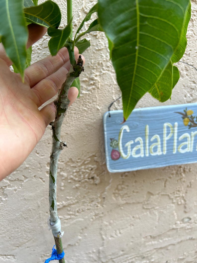 May include: Close-up view of a young mango tree sapling with a slender, light gray-brown stem. The stem shows signs of grafting, with a noticeable change in texture and color.  The stem is wrapped with a thin, light-colored tape near the base.  The plant has vibrant green leaves, and a small, light blue sign reading 'GalaPlan' is visible in the background.
