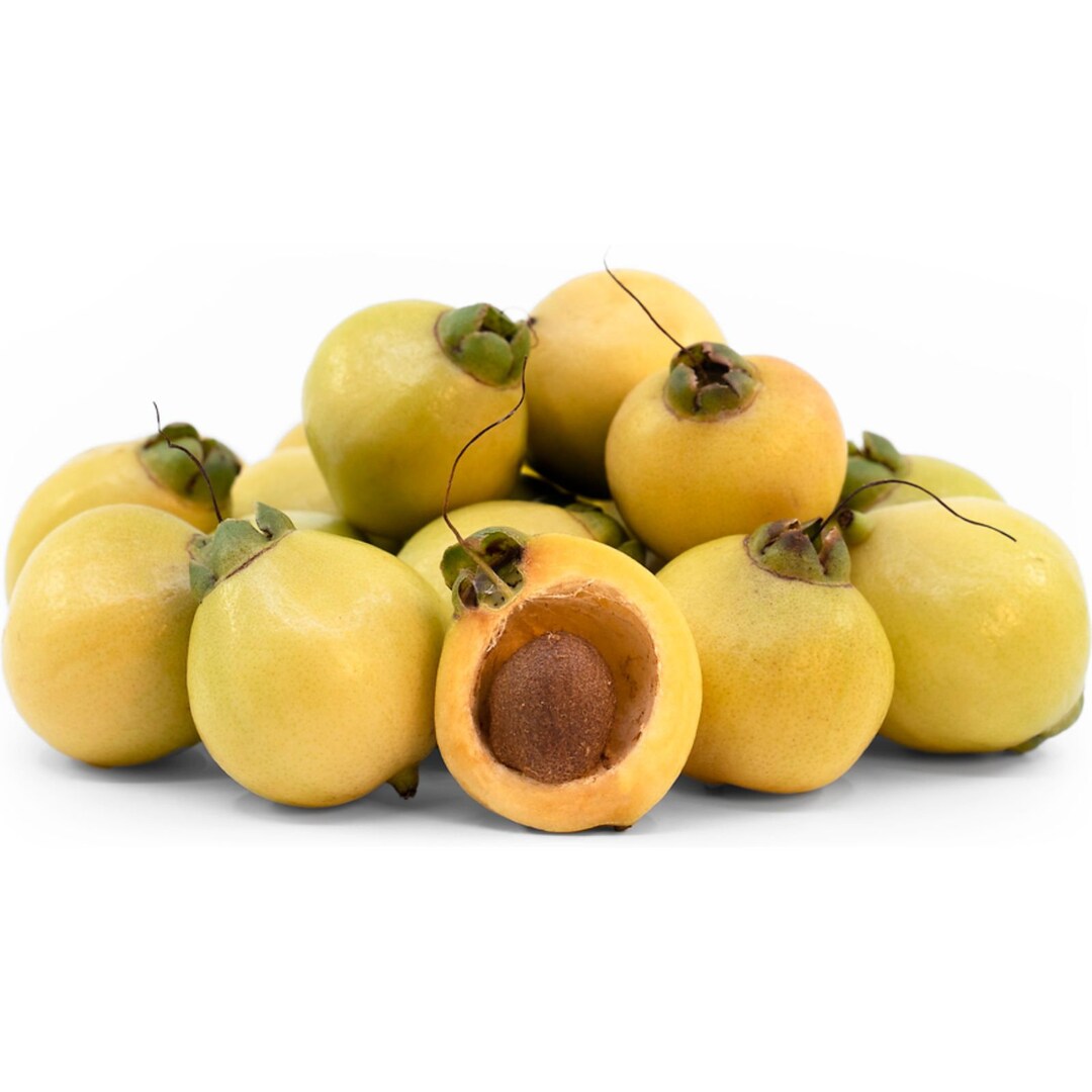 HUGE Rose Apple Tree 5 Feet Tall LARGE Crispy & Crunchy Refreshing