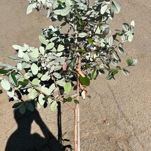 Very Large Pineapple Guava Fruit Tree 'Improved Coolidgei' - Very Large Fruit, Edible Flower Petals!