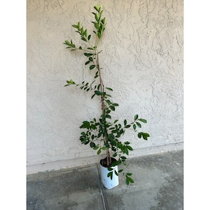 Fruiting Age Yellow Strawberry Guava Fruit Tree - Very Reliable, Delicious
