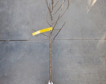 Grafted 'Ultra Dwarf Anna' Apple Fruit Tree (2-3 Feet Tall)