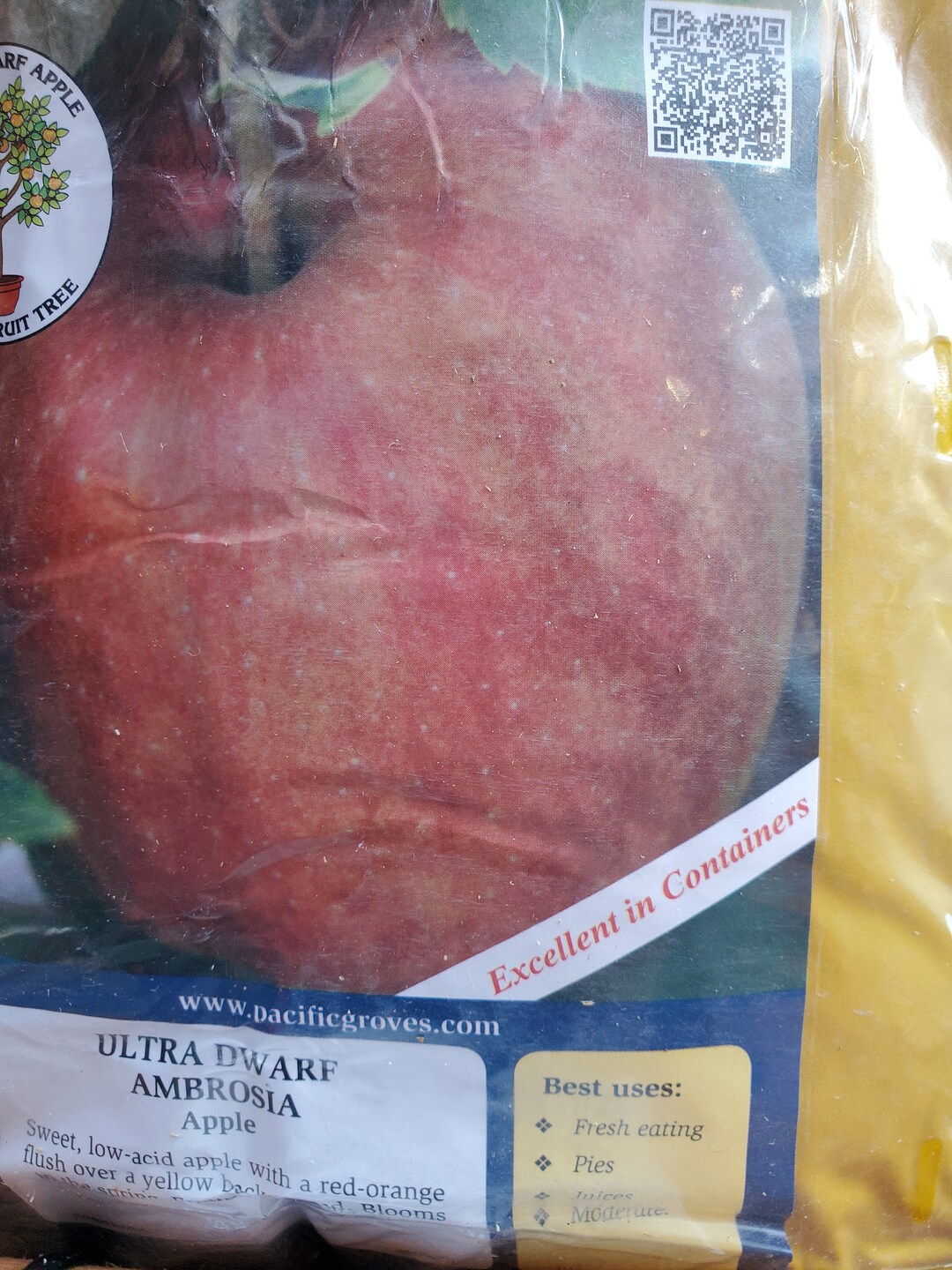 Grafted 'ultra Dwarf Ambrosia' Apple Fruit Tree 34 Feet Tall Etsy