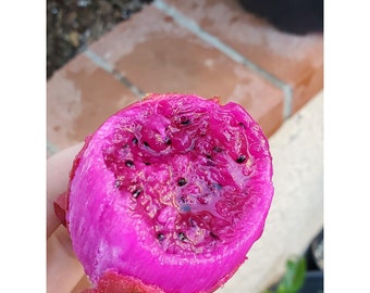 Tall (3-4 Feet) &#39;Sugar Dragon&#39; Rooted DragonFruit Plant - Universal Pollinator