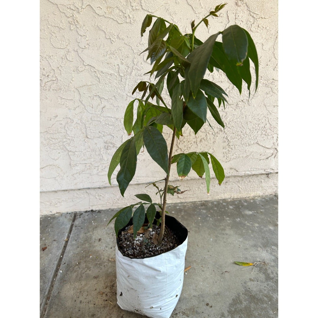 Ice Cream Bean Tree Very Exotic, Unique Sweet Fruit Etsy