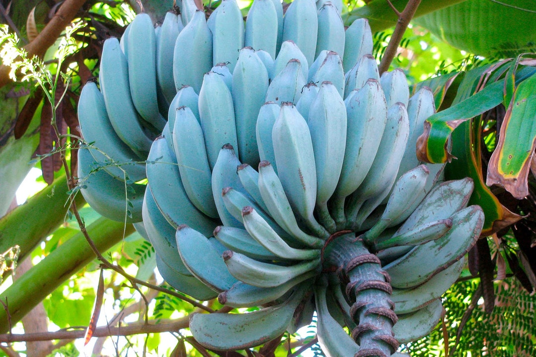 4 Feet Tall Ice Cream Banana Fruit Tree Delicious, Creamy BLUE Bananas
