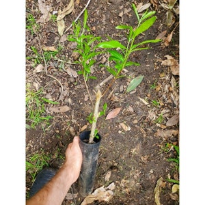May include: A small green plant with a brown stem is growing in a black plastic pot. The plant is sitting on a bed of brown dirt and leaves.