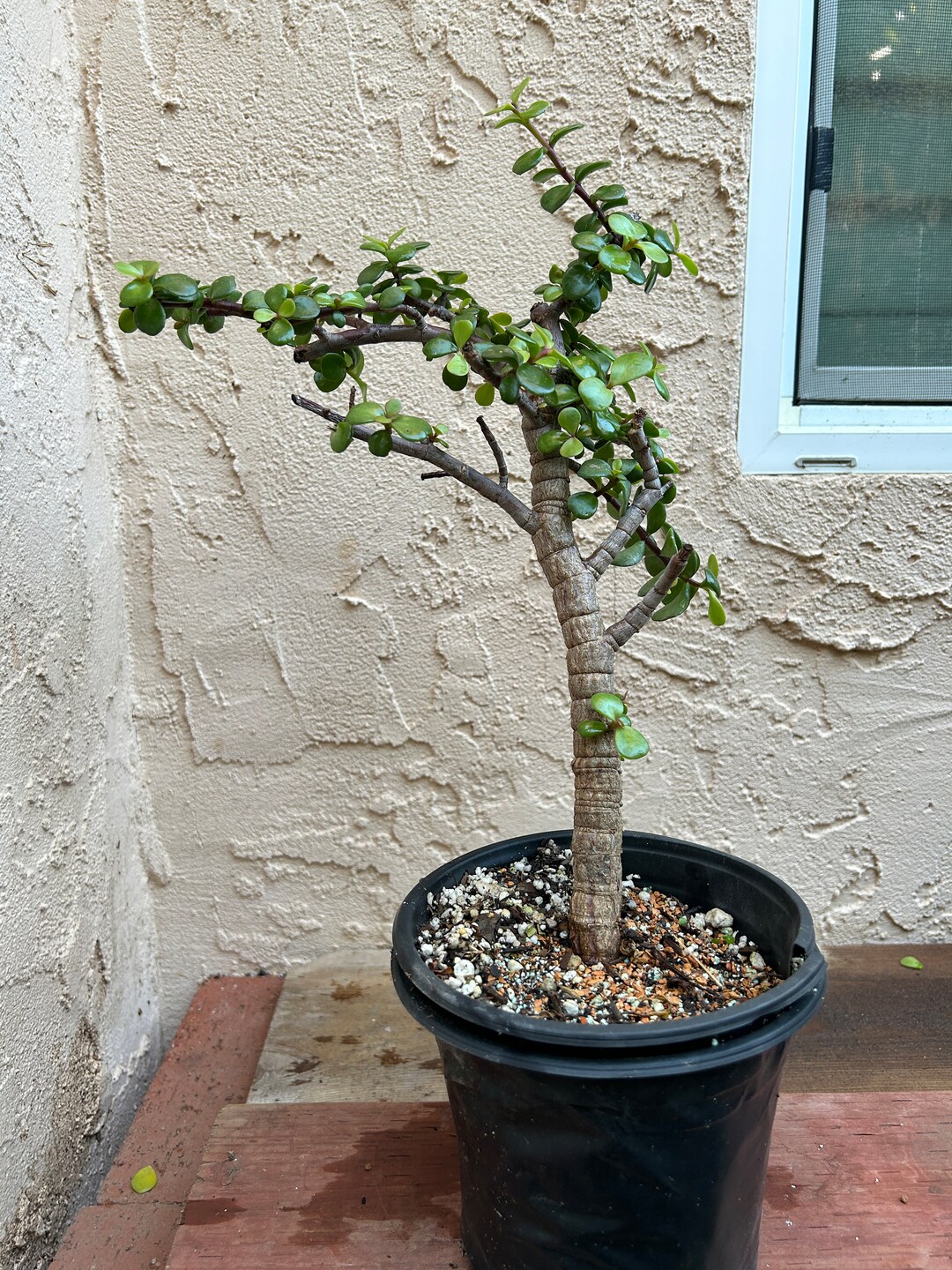 Dwarf Elephant Bush Bonsai Tree portulacaria Afra Super Drought