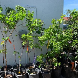 May include: A collection of young fruit trees planted in black plastic nursery pots. Each tree features thin, upright brown trunks with vibrant green leaves. Several trees have small, colorful identification tags attached to their branches.