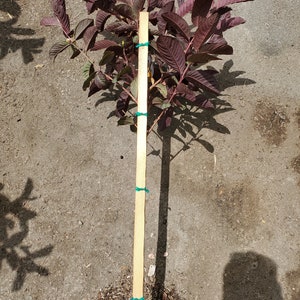 Malaysian Red Guava Fruit Tree - Produces Beautiful Fruit and Red Leaves, Highly Ornamental
