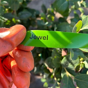 May include: A close-up of a green plant tag with the word "Jewel" printed in black. The tag is held by a person wearing orange gloves. The background features green leaves and foliage.