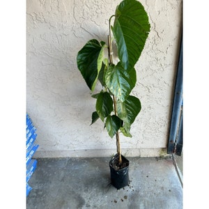 Tall (3-4 Feet) Rooted 'Pakistan Mulberry' Fruit Tree - Massive Sweet Fruits