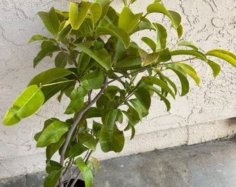 Chico Sapote Tree (2-3 Feet Tall) - Alano Mexican Sapodilla, Large Fruit, Extremely Sweet (Seedling)