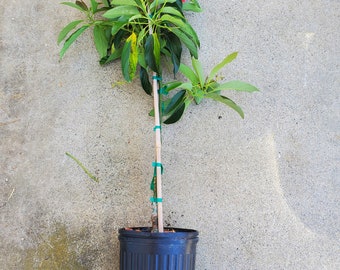 Dwarf Grafted 'Little Cado' (Wurtz) Tree - True Dwarf Avocado Variety, Best Variety for Container Growing