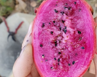 Dragon Fruit - ULTRA-RARE - &#39;MLx1&#39; -  Yellow & Purple Hybrid Cutting