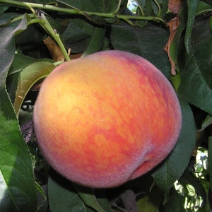 Grafted &#39;Bonita&#39; Peach Tree - 4-5 Feet Tall