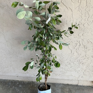 4+ Feet Tall AIRLAYERED Pineapple Guava Fruit Tree 'Improved Coolidgei' - Very Large Fruit, Edible Flowers!