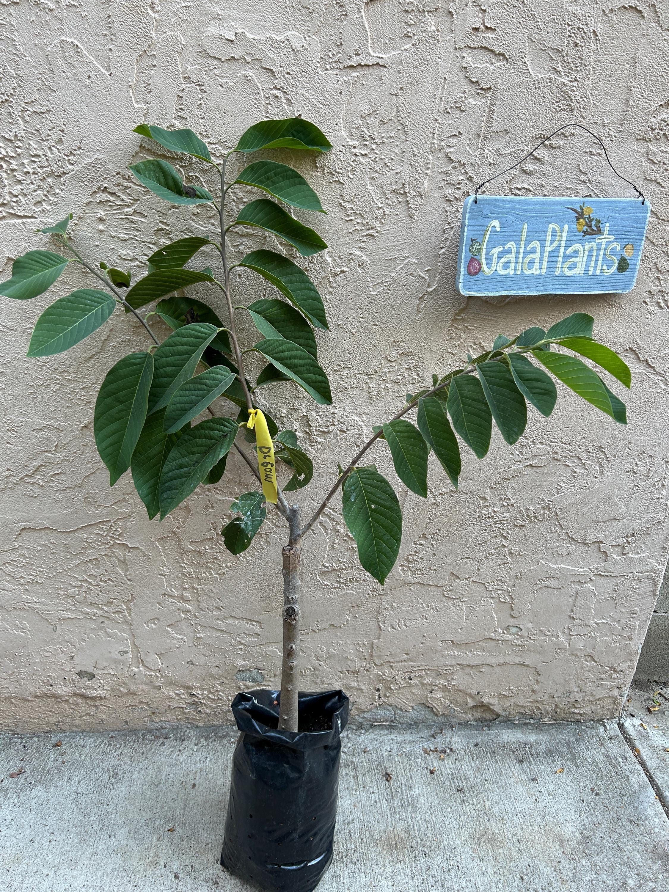 Large 'dream' Atemoya Grafted Fruit Tree - Amazing Flavor