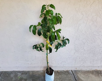 5 Feet RARE 'Nabal' Avocado Tree - Unique Smoky Flavor - Parent of Reed Avocado