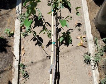 4-5 Feet Tall Grafted 'African Pride' Atemoya Fruit Tree - Large Reliable Fruits