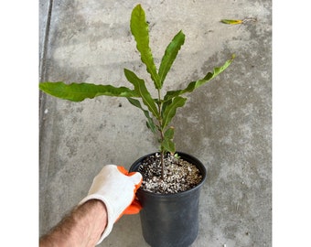 Macadamia Nut Tree - 'Cate' Seedling (Very Rich, Buttery Flavor)