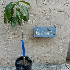 May include: A young mango tree in a black plastic pot, with a blue ribbon tied around its trunk. The tree has vibrant green leaves and a slender brown stem.  A small, light blue rectangular sign hangs on a wall behind the plant. The sign says 'GalaPlants' in a stylized white font, with small painted floral details. The background is a light beige textured wall.