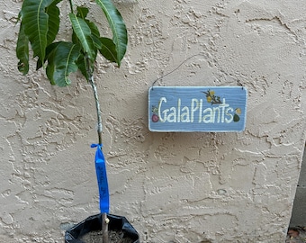 Grafted 'Sweet Tart' Mango Fruit Tree - New Amazing-Tasting Designer Variety Mango (2-3 Feet Tall)