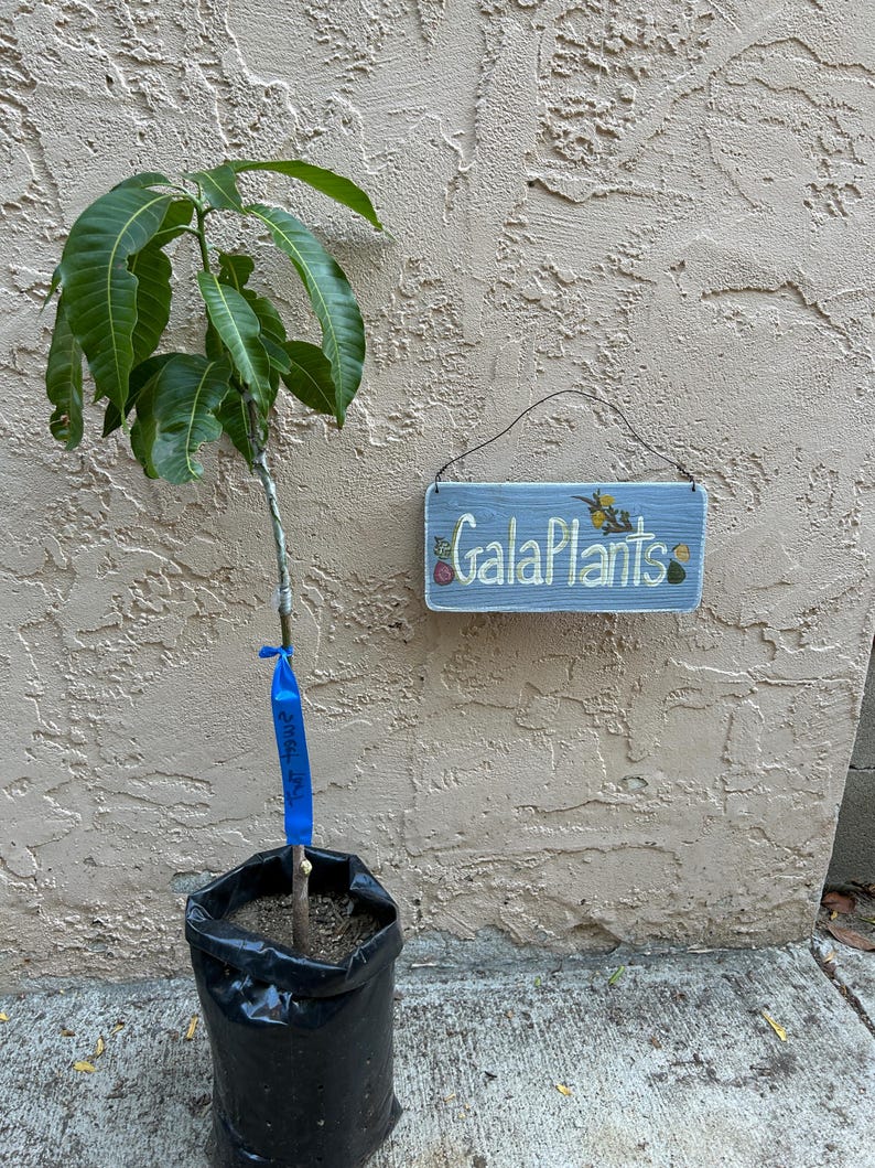 May include: A young mango tree in a black plastic pot, with a blue ribbon tied around its trunk. The tree has vibrant green leaves and a slender brown stem.  A small, light blue rectangular sign hangs on a wall behind the plant. The sign says 'GalaPlants' in a stylized white font, with small painted floral details. The background is a light beige textured wall.