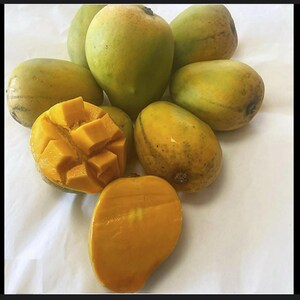 May include: Close-up view of several mangoes, some whole and others cut open, showcasing their vibrant yellow and greenish-yellow hues. The mangoes are ripe and juicy, with smooth skins.  A few mangoes are partially sliced, revealing their sweet, golden-yellow flesh. The mangoes vary slightly in shape and size, suggesting a natural, fresh harvest.  The overall image highlights the color, texture, and ripeness of the mangoes.