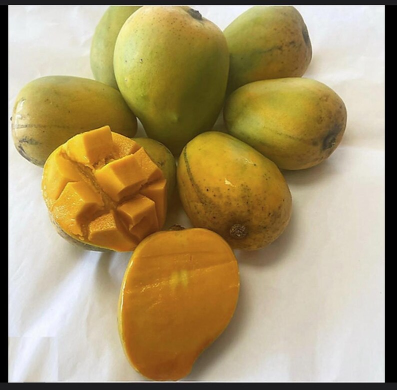 May include: Close-up view of several mangoes, some whole and others cut open, showcasing their vibrant yellow and greenish-yellow hues. The mangoes are ripe and juicy, with smooth skins.  A few mangoes are partially sliced, revealing their sweet, golden-yellow flesh. The mangoes vary slightly in shape and size, suggesting a natural, fresh harvest.  The overall image highlights the color, texture, and ripeness of the mangoes.