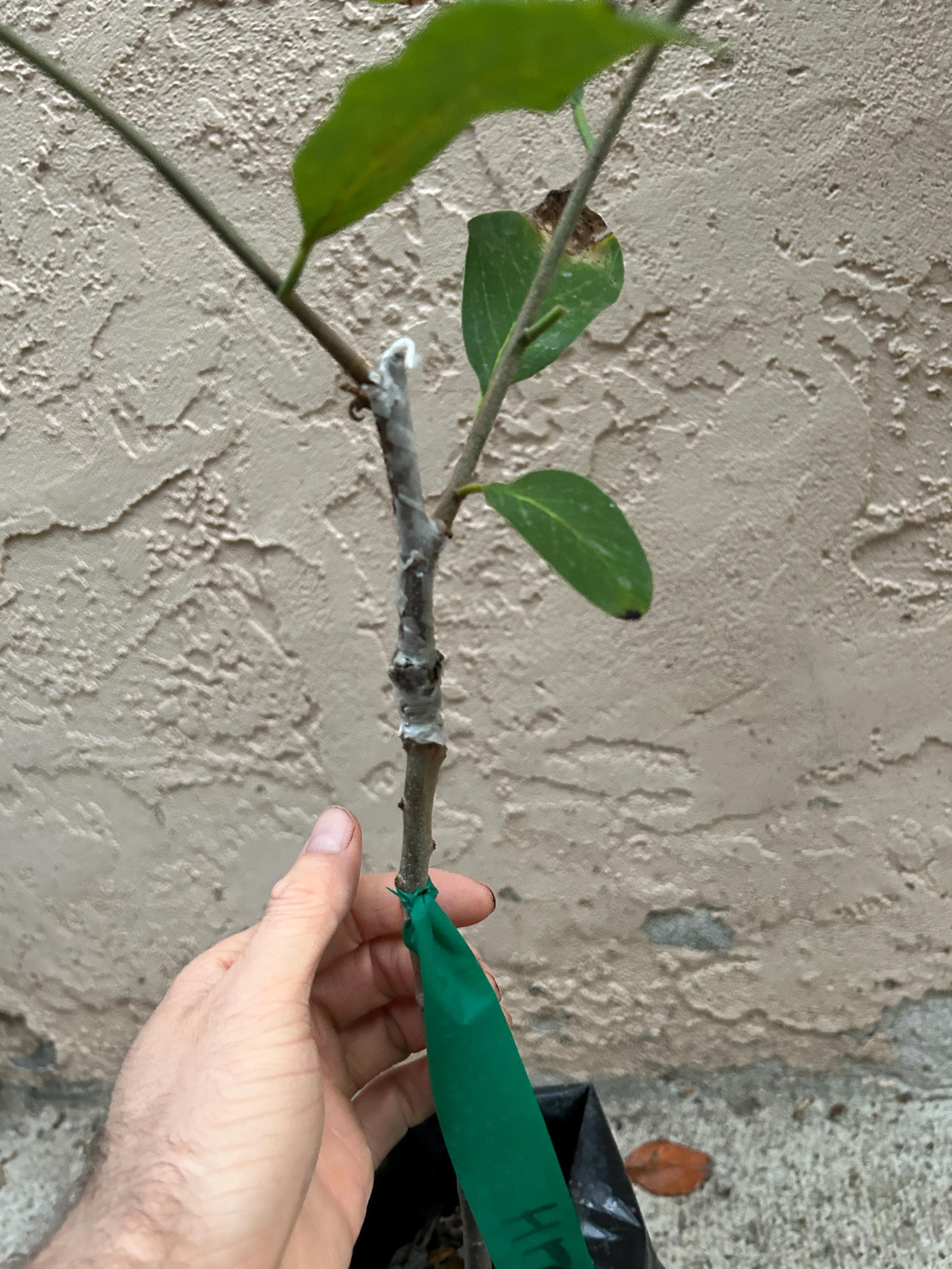 Very Rare 'hawaiian Pink's Mammoth' Grafted Atemoya- Very Rare